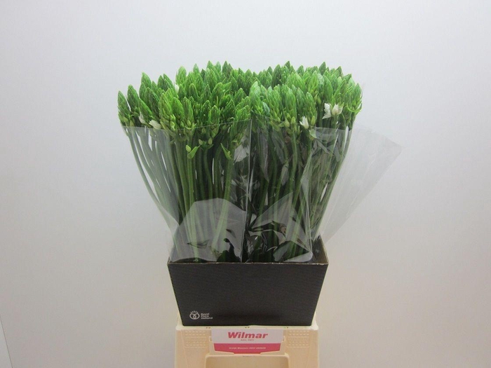 <h4>Ornit Thyrsoides Wilmar Vrolijk</h4>