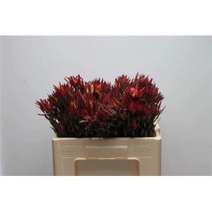 Leucad Salignum Blush Vert