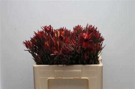 <h4>Leucad Salignum Blush Vert</h4>