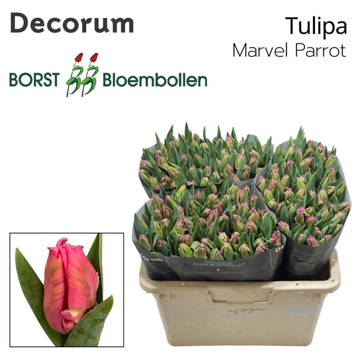<h4>Tulipa pa marvel parrot</h4>