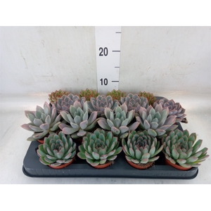 Echeveria   ...mix
