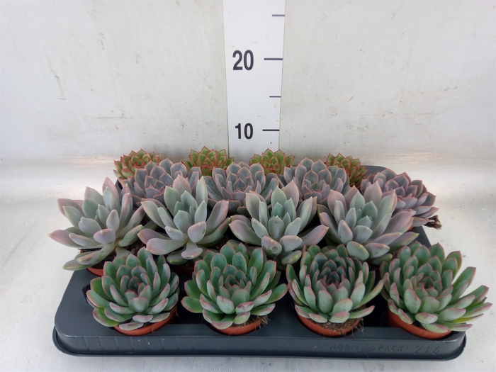 <h4>Echeveria   ...mix</h4>