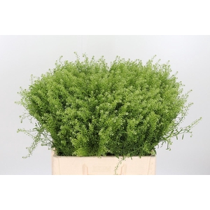 Lepidium Vir. Gwelo Green