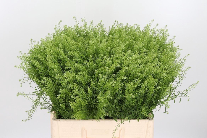 <h4>LEPIDIUM VIR. GWELO GREEN</h4>