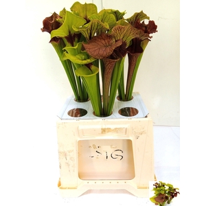 SARRACENIA OV