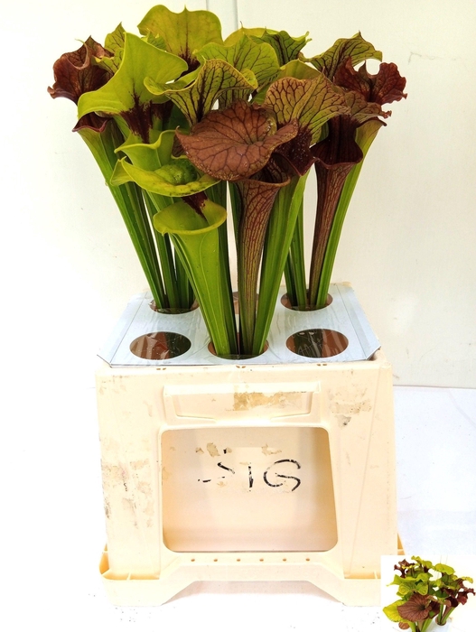 <h4>SARRACENIA OV</h4>