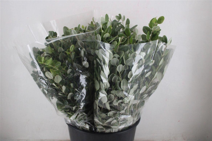 <h4>Pittosp Ralphi Leaves 200gr P Bunch</h4>