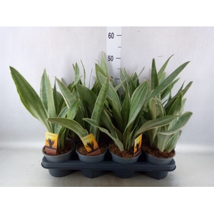 Sansevieria trifa.   ...