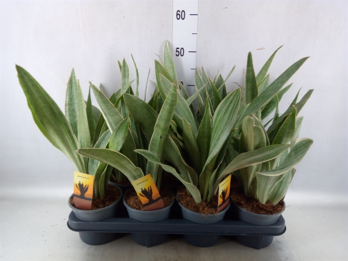 <h4>Sansevieria trifa.   ...</h4>