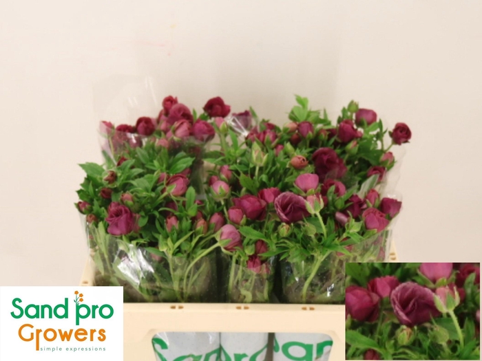 <h4>RAN CO MAG CINNAMON</h4>