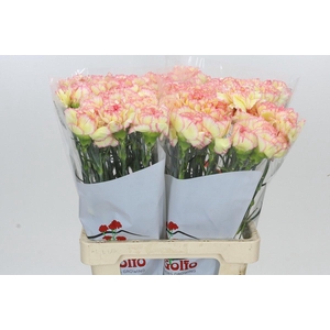 Dianthus St Poirot F.G.