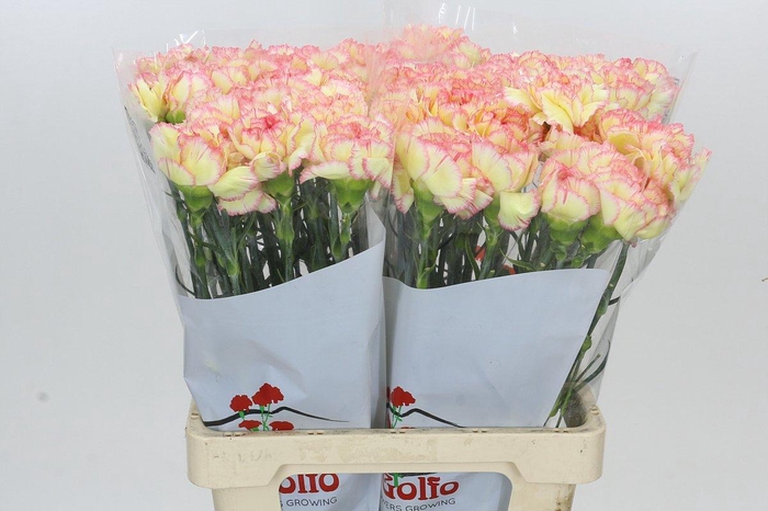 <h4>Dianthus St Poirot F.G.</h4>