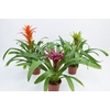 GUZMANIA VARIADA P14
