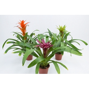 GUZMANIA VARIADA P14