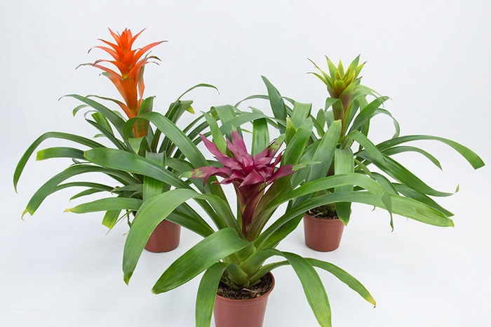 <h4>GUZMANIA VARIADA P14</h4>