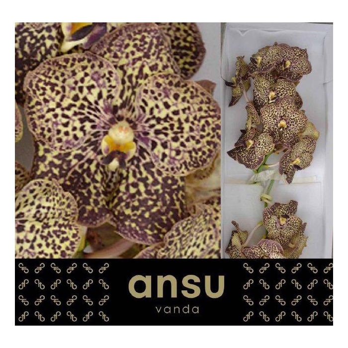 <h4>Vanda Su Oce Mocha</h4>