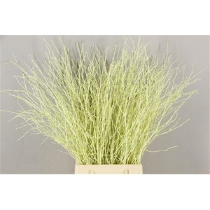 Berk Kort Creme