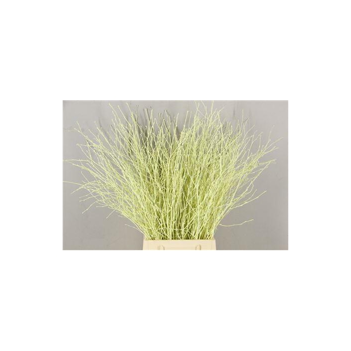 <h4>Berk Kort Creme</h4>