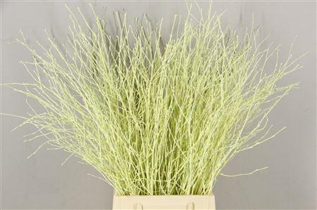 Berk Kort Creme