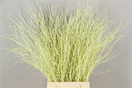 <h4>Berk Kort Creme</h4>