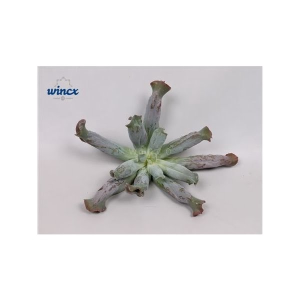 <h4>Echeveria Culebra Cutflower</h4>