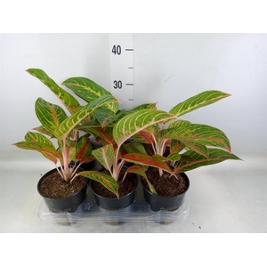 Aglaonema   ...