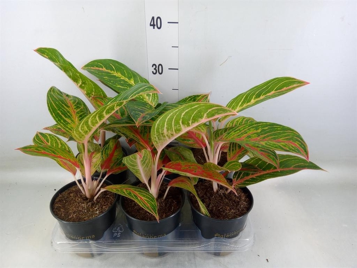 <h4>Aglaonema   ...</h4>