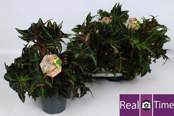 <h4>Beg M C Lion Dance</h4>