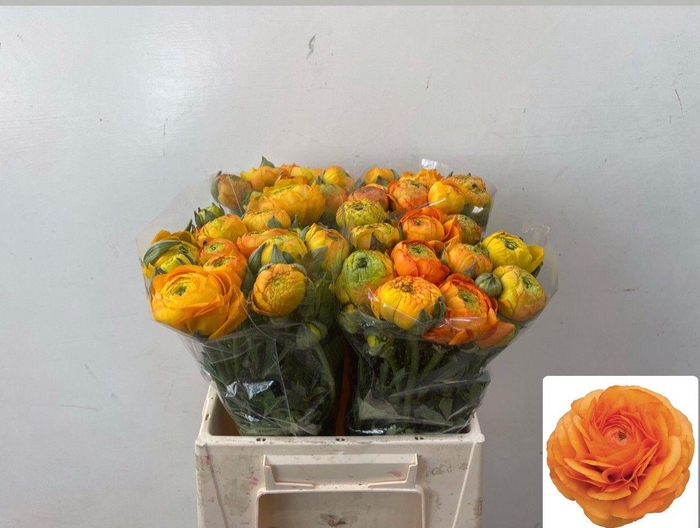 <h4>RAN EL ORANGE</h4>