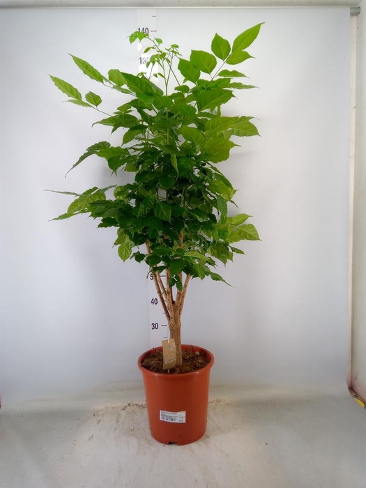 <h4>Radermachera sinica</h4>