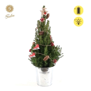 Picea gl. 'December'® P19 in Zinc Old-Look + Winterlight-Skate + Star on Loop