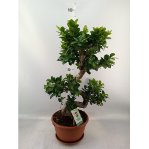 Ficus microcarpa 'Ginseng'