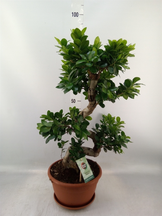 <h4>Ficus microcarpa 'Ginseng'</h4>