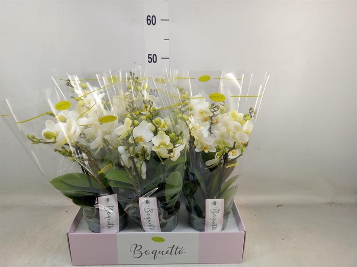 <h4>Phalaenopsis multi. ...white</h4>