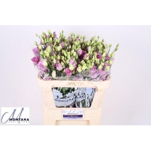 Lisianthus do celeb grape