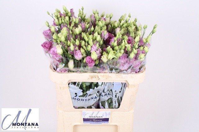 <h4>Lisianthus do celeb grape</h4>