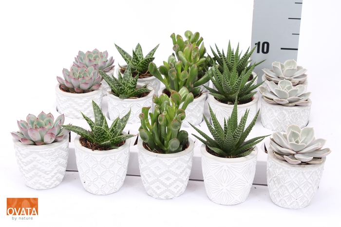 <h4>SUCC GEM 5 SRT</h4>