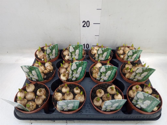 <h4>Muscari  'Magic White'</h4>