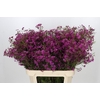 Chamelaucium Purple Rain