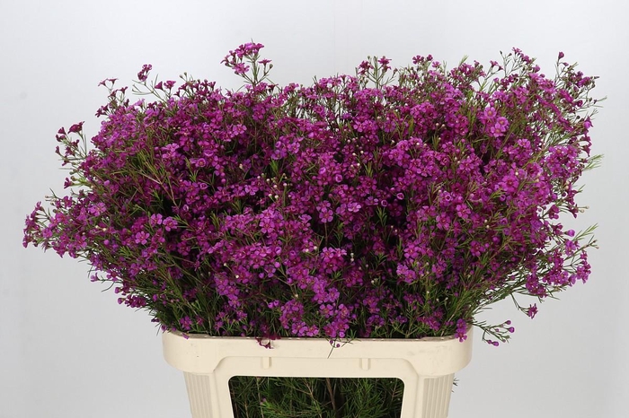 Chamelaucium Purple Rain