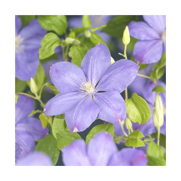 <h4>Clematis 'Mrs. Cholmondeley' +3.0 label</h4>