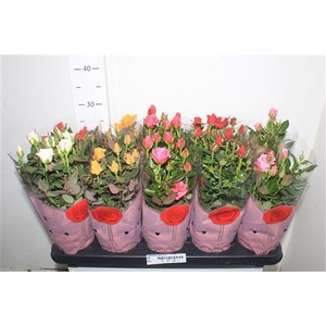 Ro Samadapl Gem 6 Sr