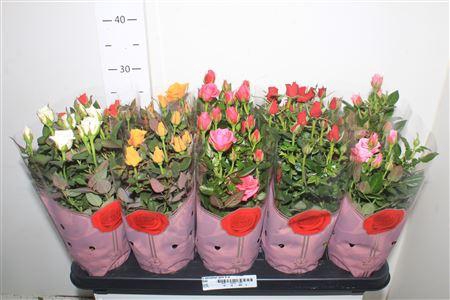 <h4>Ro Samadapl Gem 6 Sr</h4>