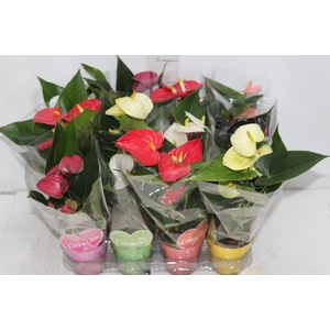 ANTHURIUM VARIADO P09