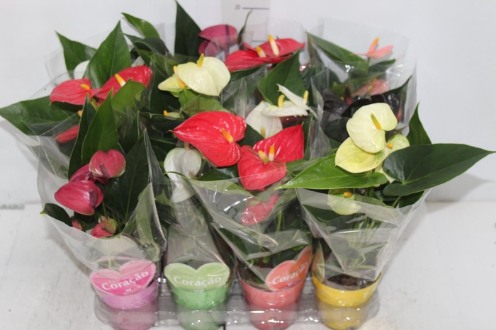 <h4>ANTHURIUM VARIADO P09</h4>