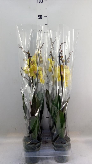 <h4>Phalaenopsis  'Manta Palau'</h4>