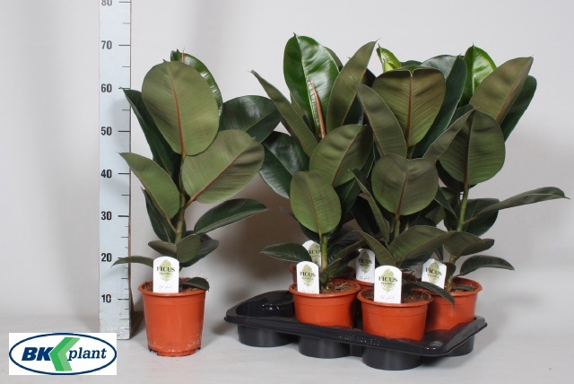 <h4>FIC EL ROBUSTA</h4>