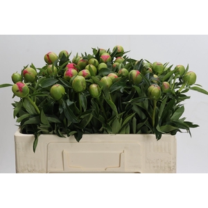 Paeonia Pink Hawaiian Coral