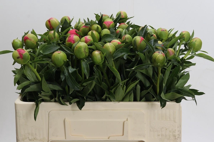 <h4>Paeonia Pink Hawaiian Coral</h4>