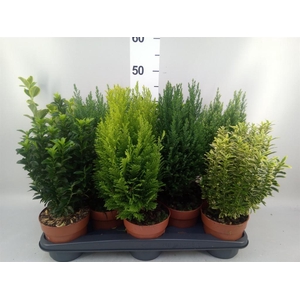Conifers and Shrubs   ...mix